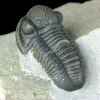 Gerastos tuberculatus marocensis (Chatterton et al. 2006)