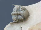 Metacanthina issoumourensis (Morzadec, 2001)