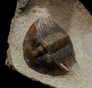 Poroscutellum sp.