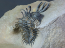 Walliserops hammii (Chatterton et al. 2006)