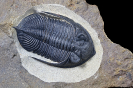 Zlichovaspis rugosa (Hawle & Corda 1847)