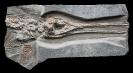 05 - Fossil des Monats Mai 2025 (2. Platz) 