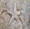 05 - Fossil des Monats Mai 2025 (3. Platz) 