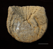 Astylospongia praemorsa / ?Astylomanon cratera
