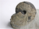 Hyperlioceras discitiforme