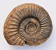 Bigotites pseudomartinsi