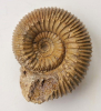 Itinsaites sp.