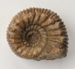 Stephanoceras (Normannites) latansatum