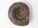 Stephanoceras umbilicus