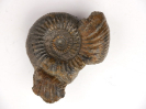 Leptosphinctes (Leptosphinctes) stephanoceratoides