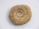 Caumontisphinctes hennigi