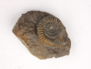 Caumontisphinctes hennigi