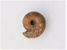 Chondroceras gervillii