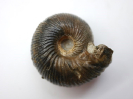 Chondroceras gervillii