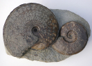Hyperlioceras subsectum und Sonninia (Euhoploceras)  modestum