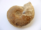 Dorsetensia edouardiana