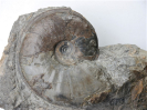Dorsetensia liostraca