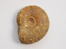 Dorsetensia pinguis