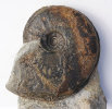 Sonninia ex gr. alsatica