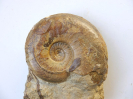 Dorsetensia romani