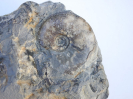 Dorsetensia romani