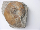 Dorsetensia sp.