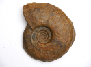 Dorsetensia sp.