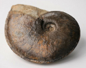 Dorsetensia subtecta