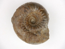 Emileia dundriensis