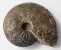 Eudmetoceras (Euaptetoceras) amplectens