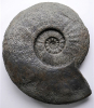 Fissilobiceras sp.
