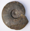 Fissilobiceras ovale