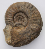 Sonninia (Euhoploceras) marginatum