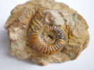Fontannesia sp.