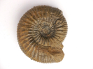 Orthogarantiana inflata