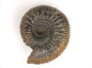 Orthogarantiana conjugata
