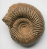 Garantiana (Hlawiceras) suevica