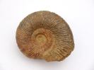 Garantiana (Hlawiceras) tetragona