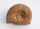 Garantiana sp.