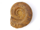 Garantiana (Garantiana) garantiana