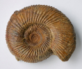 Garantiana (Garantiana) wetzeli