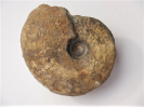 Graphoceras formosum