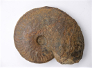 Graphoceras limitatum