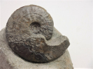 Graphoceras sp.