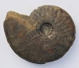 Hyperlioceras cf. lucyi 