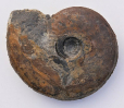Hyperlioceras deflexum