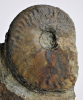 Hyperlioceras desori