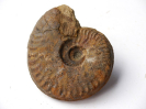Hyperlioceras incisum