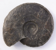 Hyperlioceras tabulatum