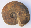 Hyperlioceras walkeri